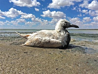 死去的鳥兒達到200多只，還有鳥兒在湖邊淤泥中掙扎著。