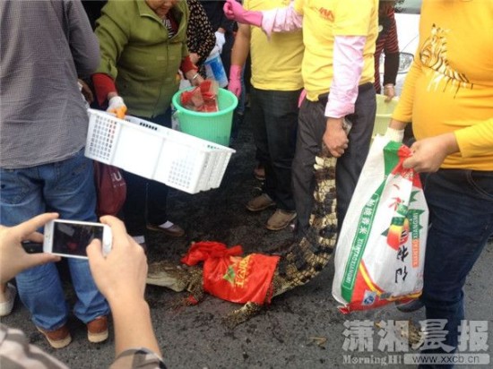 鱷魚被車主抓到。