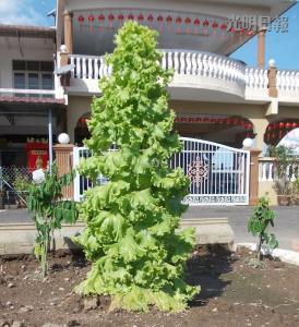 馬口親善花園居民李亞德種出“高人一等”的生菜，這棵3英尺高的生菜好像圣誕樹，令人稱奇。