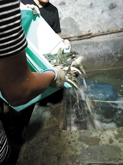主人將撈上來的魚放進魚池。