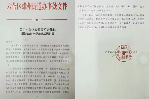 交匯點10月10日消息， 10日晚上，一則消息在南京人的朋友圈和微信群里瘋傳，網(wǎng)傳消息稱：六合雄州街道山北村一個農(nóng)莊私自養(yǎng)眼鏡蛇，幾天前突然跑出來了，估計二三百條。交匯點記者向六合區(qū)委宣傳部相關(guān)人士求證，證實了此事確實發(fā)生。