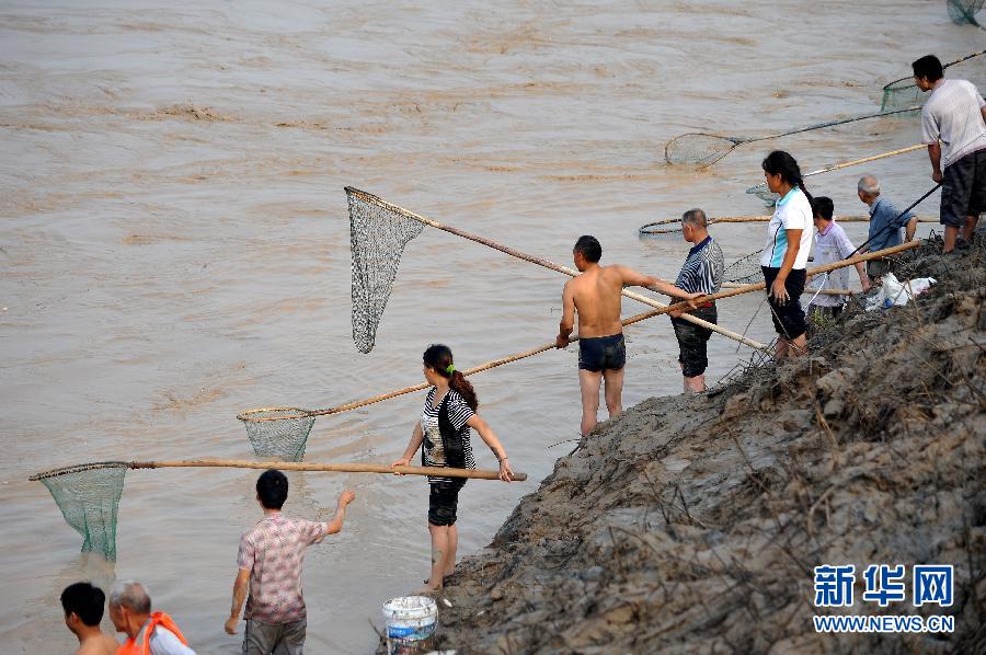 7月6日,在山西省平陸縣黃河岸邊,人們?cè)诤舆叢稉泣S河“流魚(yú)”。