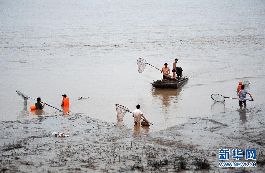 7月6日,在山西省平陸縣黃河河道內(nèi),人們?cè)诓稉泣S河“流魚(yú)”。