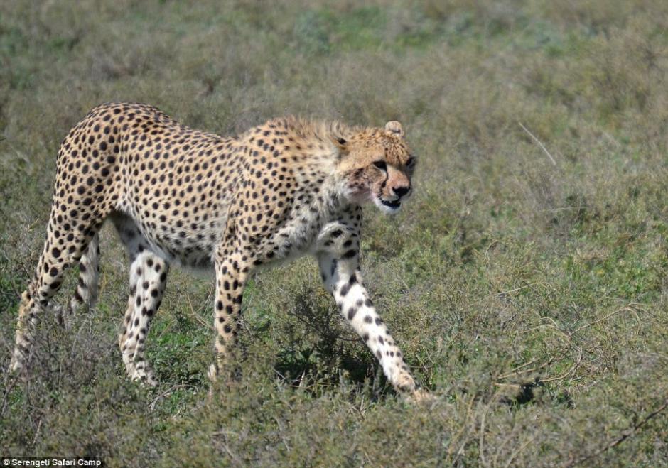 四目相對驚心動(dòng)魄 獵豹車頂天窗伸頭凝視旅客