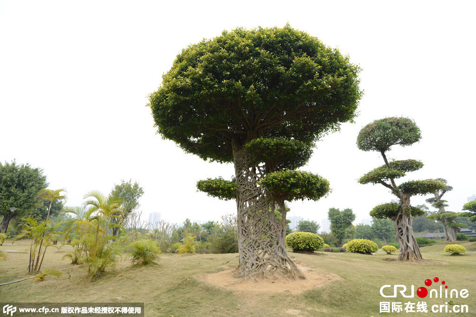 南寧驚現(xiàn)奇葩“蜘蛛網(wǎng)”景觀大樹(shù)