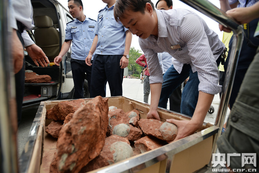 2015年4月19日，廣東河源，道路改造施工現(xiàn)場(chǎng)，挖出一大窩恐龍蛋化石。