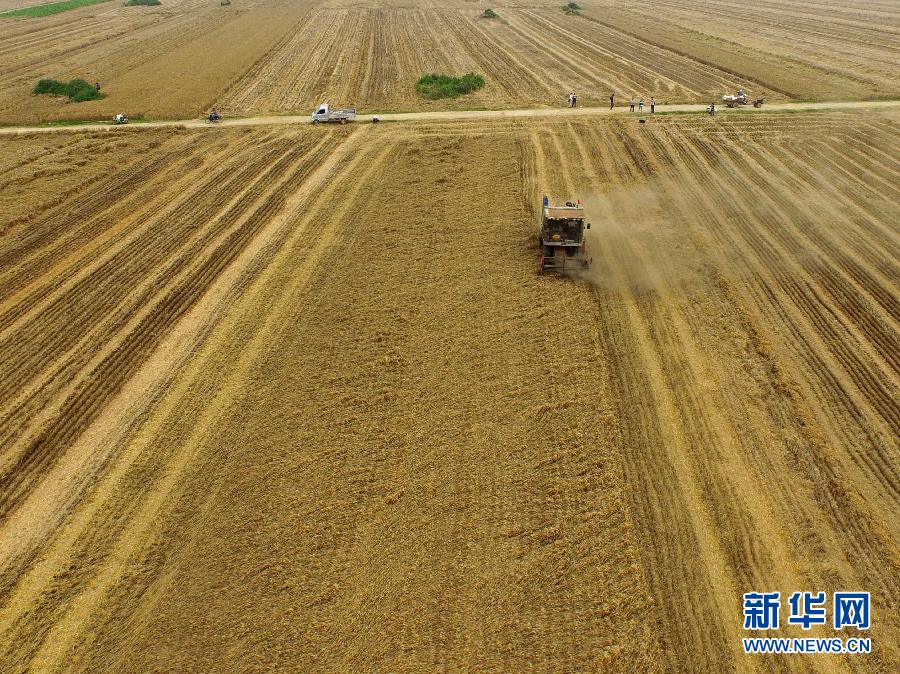 這是5月28日在河南省南陽(yáng)市唐河縣甘河灣村航拍的麥?zhǔn)宅F(xiàn)場(chǎng)。