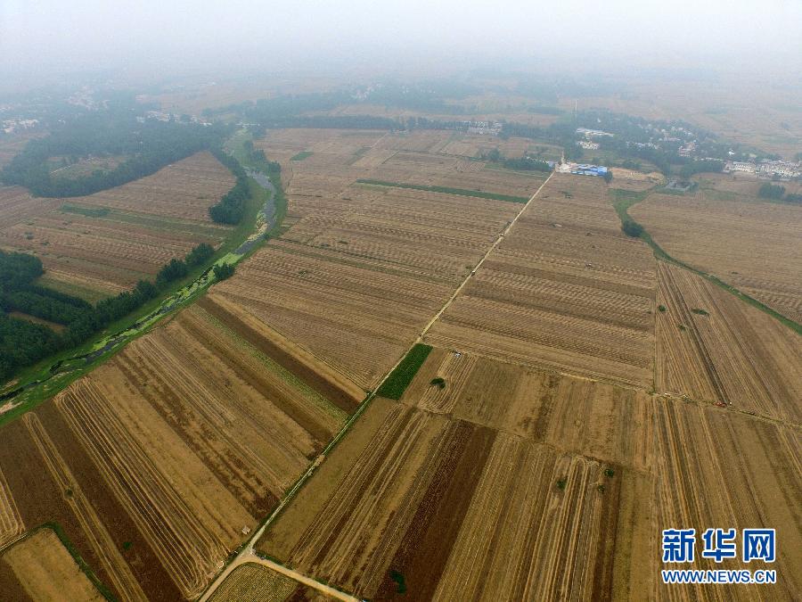 這是5月28日在河南省南陽(yáng)市唐河縣甘河灣村航拍的麥?zhǔn)宅F(xiàn)場(chǎng)。