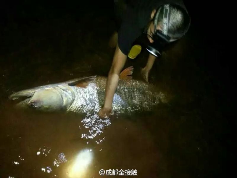 圖為父子倆發(fā)現(xiàn)大魚(yú)。