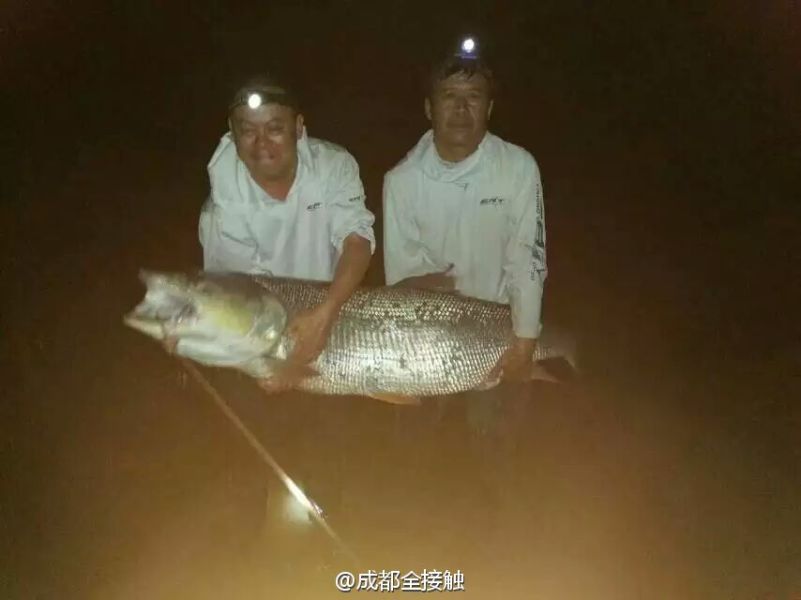 　圖為大魚(yú)需要兩個(gè)人抱起。
