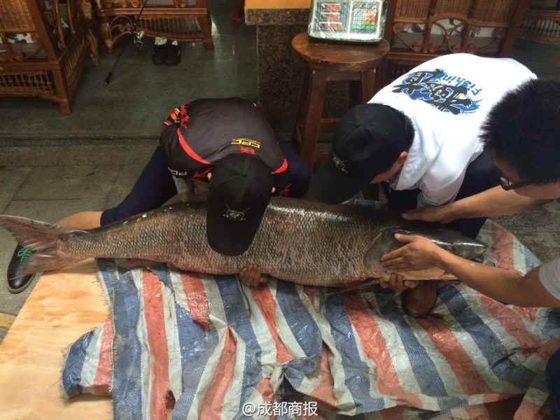 圖為父子倆翻動(dòng)大魚(yú)。