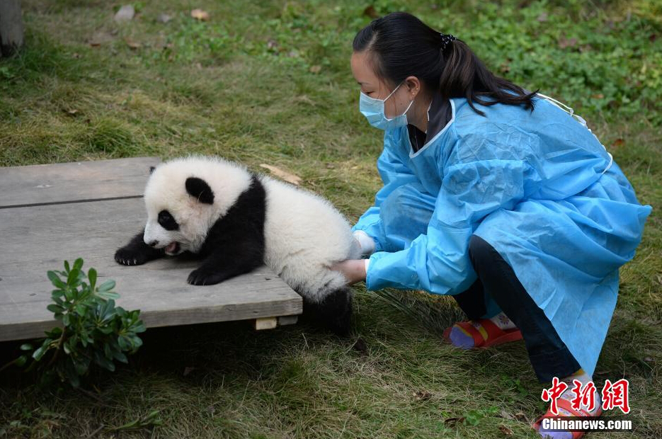 一名飼養(yǎng)員正幫助一只小大熊貓練習(xí)攀爬。