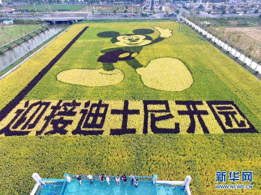 10月25日，游客在觀景臺上觀賞“米老鼠”稻田畫。