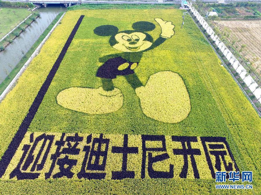 10月25日，游客在觀景臺上觀賞“米老鼠”稻田畫。