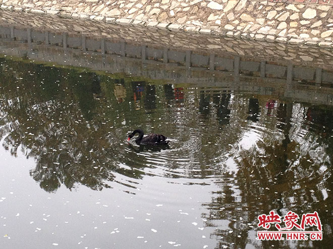 受傷的黑天鵝迫降鄭州金水河。