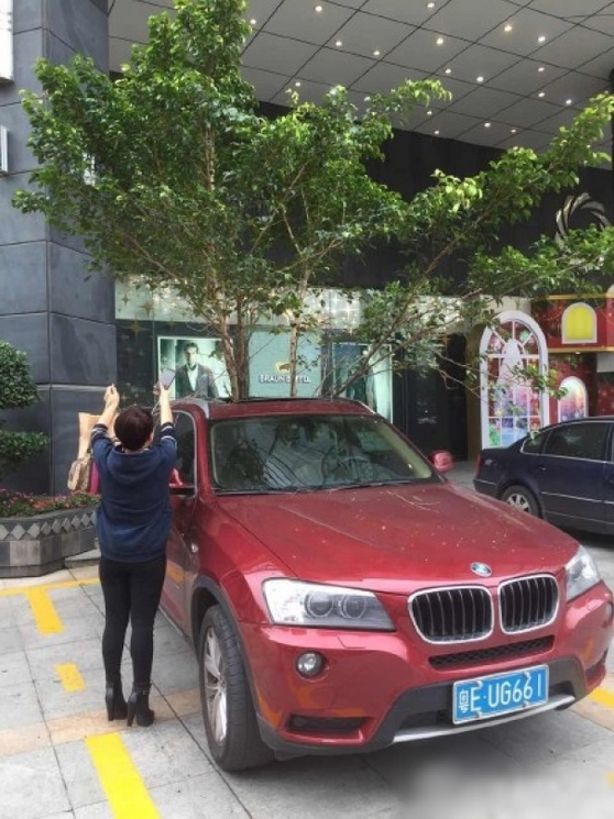 一輛停在停車位上的寶馬轎車，被墜落的樹枝砸中，樹枝徑直插入車內(nèi)，現(xiàn)場(chǎng)引發(fā)不少市民圍觀拍照。