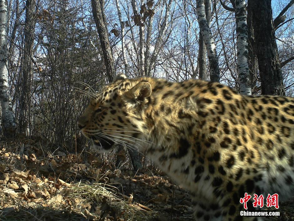 黑龍江老爺嶺保護(hù)區(qū)多次拍到野生東北虎、豹影像