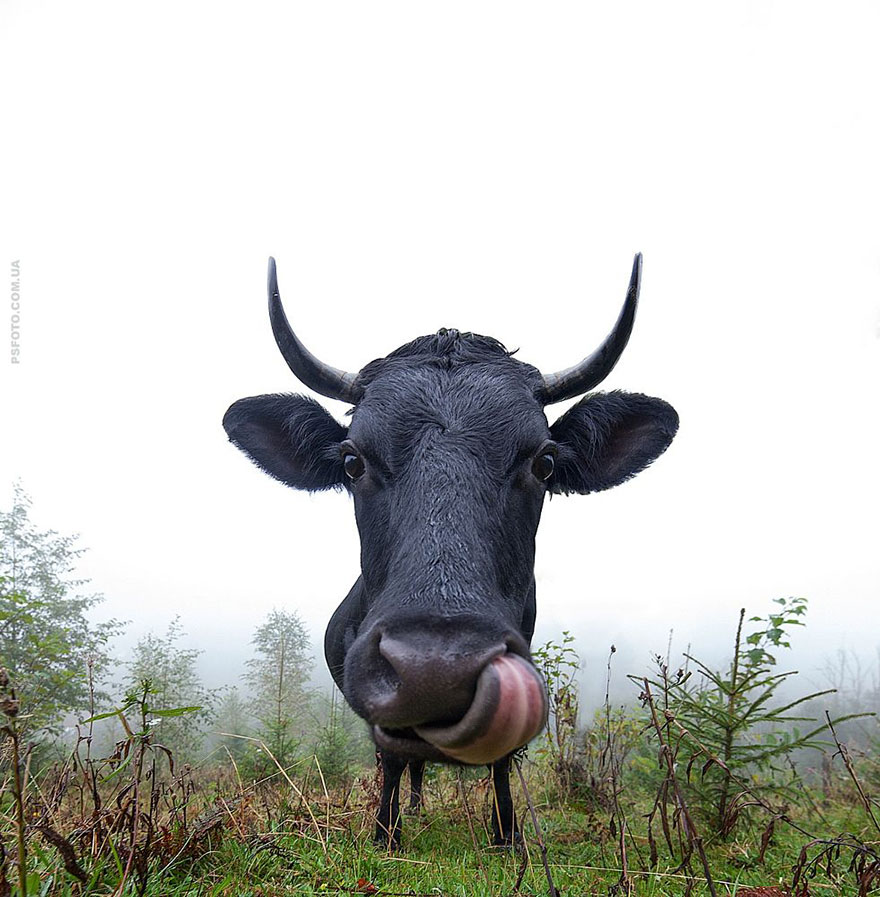 它們都是表情帝！一組不可思議的動物肖像