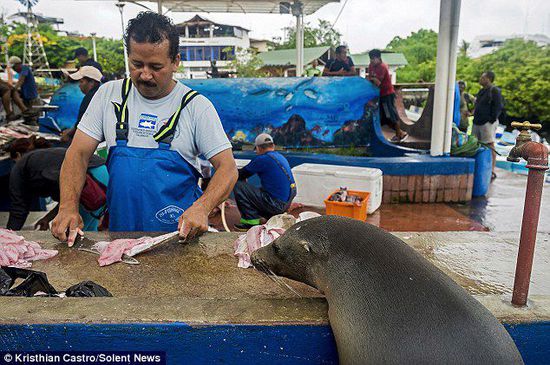 厄瓜多爾海獅成魚攤“?？汀?排隊“買”金槍魚