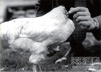 美國(guó)一公雞被砍頭后奇跡存活18個(gè)月(圖)