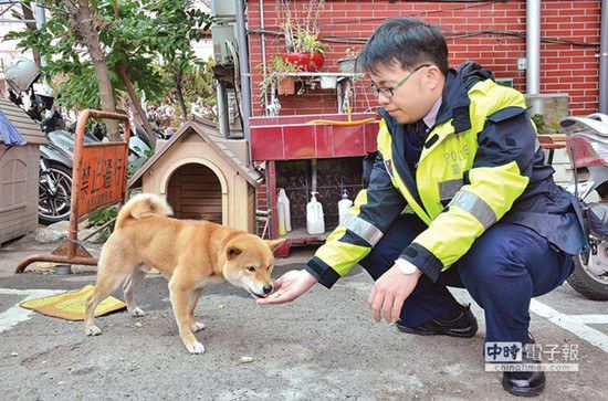 圖中這只柴犬生性好動，逢人就搖起臀部及尾巴
