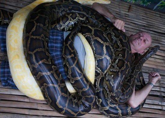 菲律賓一家動(dòng)物園為游客提供蟒蛇按摩服務(wù)。