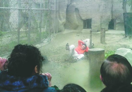 昨日，成都動(dòng)物園，男子進(jìn)入白虎活動(dòng)區(qū)后被白虎拖行。動(dòng)物園出動(dòng)50多人成功營(yíng)救下他