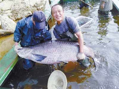 河南水庫(kù)捕到147斤重大青魚，長(zhǎng)1.76米。