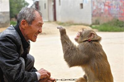 10月13日，新野縣鮑灣村耍猴人楊林貴蹲在家門口和自己的猴子玩耍。楊林貴，耍猴近三十年。