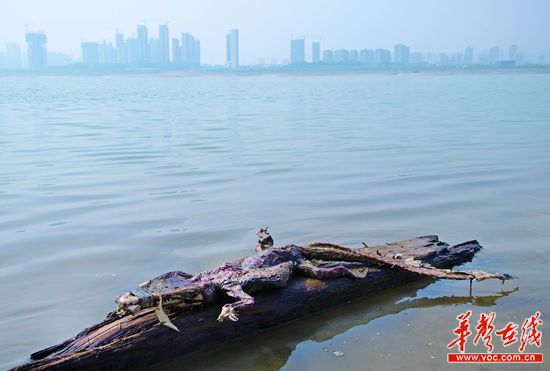 23日上午，瀏陽(yáng)河與湘江交匯的地方發(fā)現(xiàn)了一條鱷魚(yú)的尸骸。