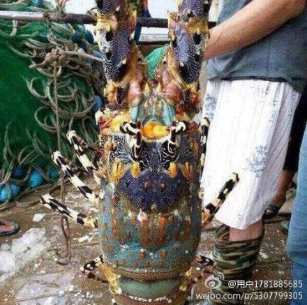 浙江溫嶺捕到“神蝦” 目擊者稱被60萬(wàn)元買走(組圖)