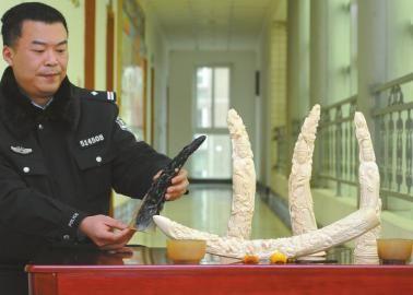 1月5日，辦案民警展示擋獲的犀牛角、盔犀鳥頭、象牙制品。