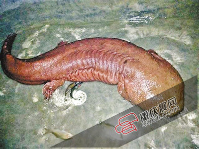 巫山抱龍鎮(zhèn)的超級娃娃魚。