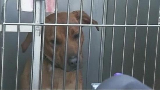 圖為當時襲擊艾琳的兩只惡犬其中之一。