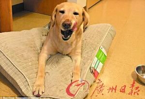 機(jī)智的導(dǎo)盲犬尤蘭達(dá)。