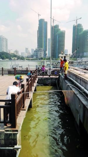 一群人正在打撈放生的龜、魚等。信息時(shí)報(bào)記者 陳文杰 攝