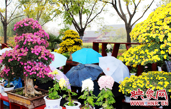 天好、花美 中國開封第32屆菊花文化節(jié)延長一周