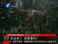 恐龍來了 你要看么？