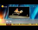 雄雞靚照催生優(yōu)質蛋？看臉世界讓人心碎