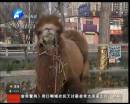駱駝肉當(dāng)街叫賣(mài)合法？
