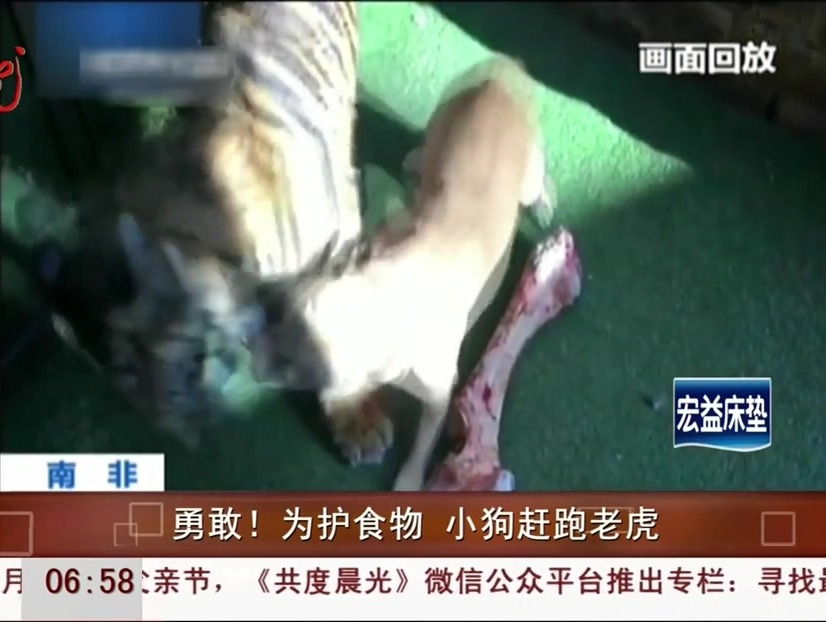 勇敢！為護(hù)食物 小狗趕跑老虎
