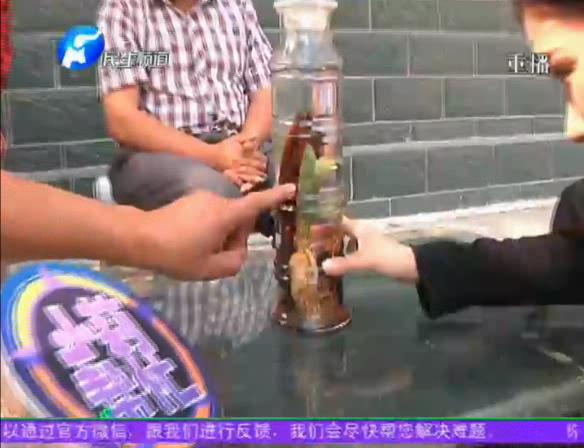 神奇！泡酒人參發(fā)芽長樹葉