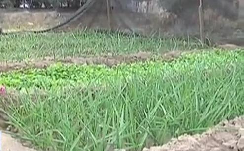 生態(tài)廊道變菜園 誰干的？