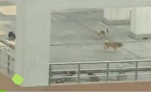 實(shí)驗后被遺棄 小狗惹人憂