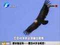 都市驗(yàn)證碼——鷹活40歲會(huì)蛻變？