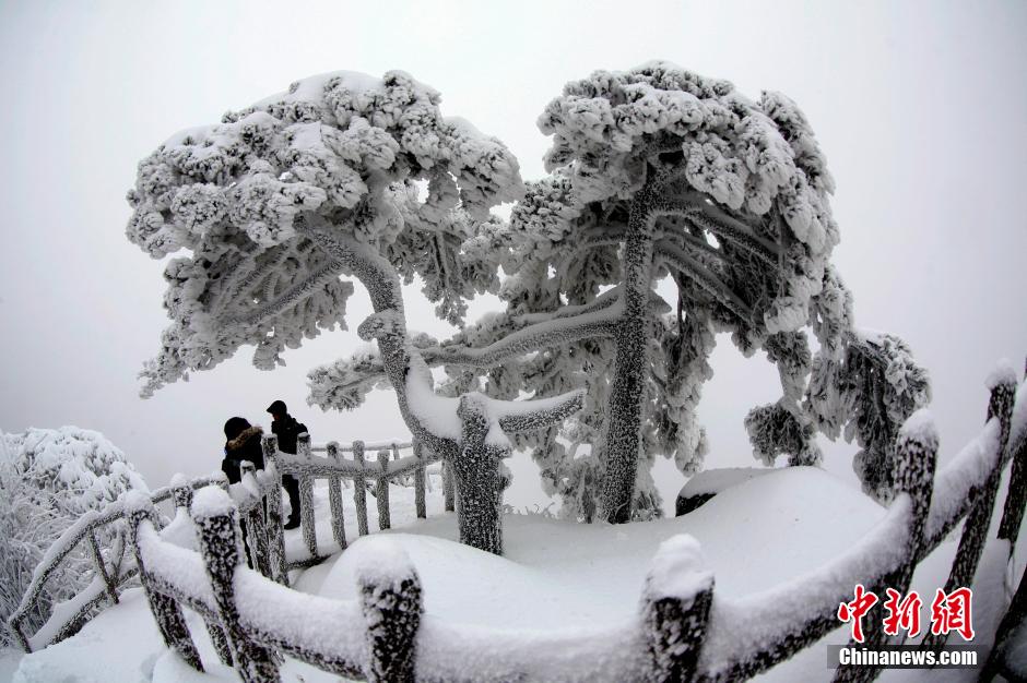 12月18日，雪后的安徽黃山風(fēng)景區(qū)出現(xiàn)了大面積雪凇美景，銀裝素裹，玉樹瓊枝，游人置身其間，如醉如癡。