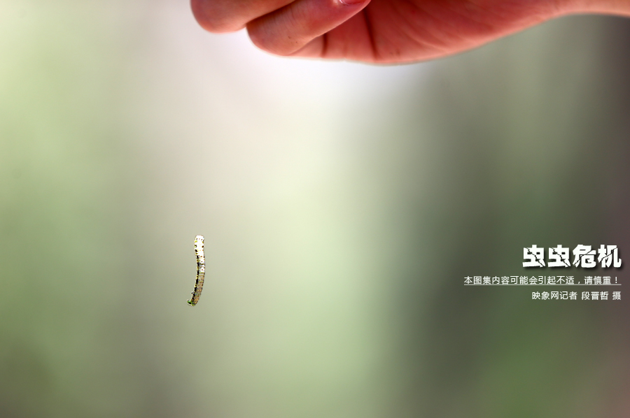 當(dāng)小蟲(chóng)子從樹(shù)上垂絲而下懸在半空中時(shí)，給路上的行人帶來(lái)諸多不便
