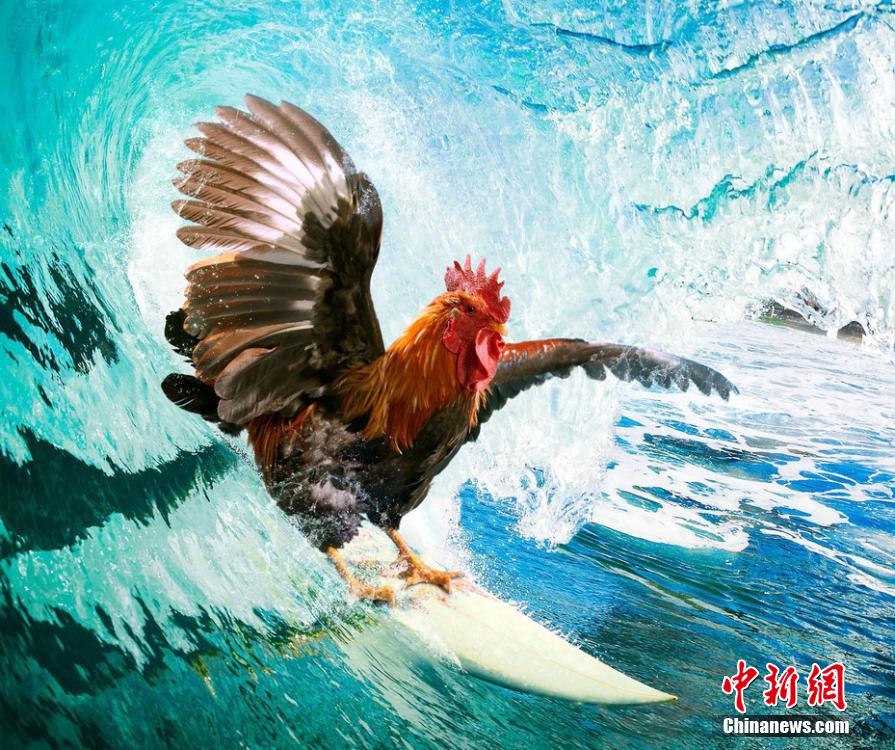 有趣！英國(guó)一公司推出公雞日歷